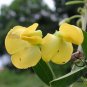 Cajanus Cajan, Pigeon Pea Seed 500 PCS, Mu Dou