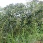 Cajanus Cajan, Pigeon Pea Seed 500 PCS, Mu Dou
