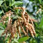 Cajanus Cajan, Pigeon Pea Seed 500 PCS, Mu Dou