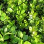 Buxus Sinica, Chinese Boxwood Seed 1000 PCS, Box Huang Yang