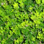 Buxus Sinica, Chinese Boxwood Seed 1000 PCS, Box Huang Yang