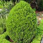Buxus Sinica, Chinese Boxwood Seed 1000 PCS, Box Huang Yang