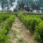 Buxus Sinica, Chinese Boxwood Seed 1000 PCS, Box Huang Yang