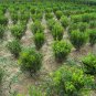 Buxus Sinica, Chinese Boxwood Seed 1000 PCS, Box Huang Yang
