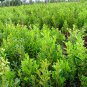 Buxus Sinica, Chinese Boxwood Seed 1000 PCS, Box Huang Yang