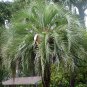 Butia Capitata, Jelly Palm Seed 50 PCS, Bu Di Ye Zi