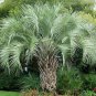 Butia Capitata, Jelly Palm Seed 50 PCS, Bu Di Ye Zi