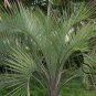 Butia Capitata, Jelly Palm Seed 50 PCS, Bu Di Ye Zi