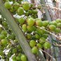 Butia Capitata, Jelly Palm Seed 50 PCS, Bu Di Ye Zi