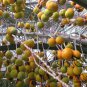 Butia Capitata, Jelly Palm Seed 50 PCS, Bu Di Ye Zi