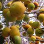 Butia Capitata, Jelly Palm Seed 50 PCS, Bu Di Ye Zi