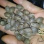 Butia Capitata, Jelly Palm Seed 50 PCS, Bu Di Ye Zi