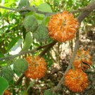 Broussonetia Papyrifera, Paper Mulberry Seed 2000 PCS, Gou Shu