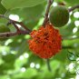 Broussonetia Papyrifera, Paper Mulberry Seed 2000 PCS, Gou Shu