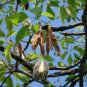 Bombax Ceiba, Red Silk-Cotton Seed 500 PCS, Cotton Tree Mu Mian
