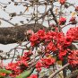 Bombax Ceiba, Red Silk-Cotton Seed 500 PCS, Cotton Tree Mu Mian