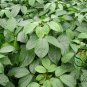 Bischofia Polycarpa, Celtis Polycarpa Seed 1000 PCS, Chong Yang Mu