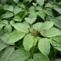 Bischofia Polycarpa, Celtis Polycarpa Seed 1000 PCS, Chong Yang Mu