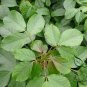 Bischofia Polycarpa, Celtis Polycarpa Seed 1000 PCS, Chong Yang Mu