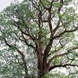 Bischofia Polycarpa, Celtis Polycarpa Seed 1000 PCS, Chong Yang Mu