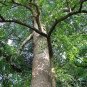 Bischofia Polycarpa, Celtis Polycarpa Seed 1000 PCS, Chong Yang Mu