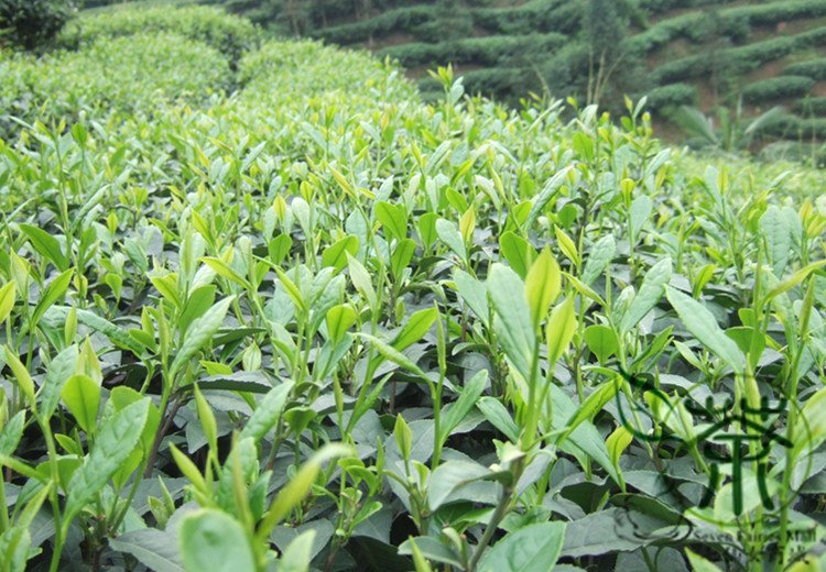 Biluochun, Green Snail Spring Pi Lo Chun Seed 100 PCS, Bi Luo Chun