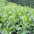 Biluochun, Green Snail Spring Pi Lo Chun Seed 100 PCS, Bi Luo Chun