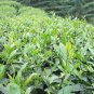 Biluochun, Green Snail Spring Pi Lo Chun Seed 100 PCS, Bi Luo Chun