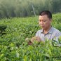Biluochun, Green Snail Spring Pi Lo Chun Seed 100 PCS, Bi Luo Chun