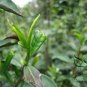 Biluochun, Green Snail Spring Pi Lo Chun Seed 100 PCS, Bi Luo Chun