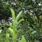 Biluochun, Green Snail Spring Pi Lo Chun Seed 100 PCS, Bi Luo Chun