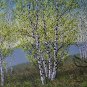 Betula Platyphylla, Japanese White Birch Seed 2000 PCS, Bai Hua