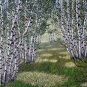 Betula Platyphylla, Japanese White Birch Seed 2000 PCS, Bai Hua