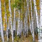 Betula Platyphylla, Japanese White Birch Seed 2000 PCS, Bai Hua