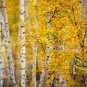 Betula Platyphylla, Japanese White Birch Seed 2000 PCS, Bai Hua