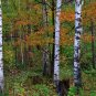 Betula Platyphylla, Japanese White Birch Seed 2000 PCS, Bai Hua