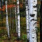 Betula Platyphylla, Japanese White Birch Seed 2000 PCS, Bai Hua