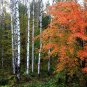 Betula Platyphylla, Japanese White Birch Seed 2000 PCS, Bai Hua