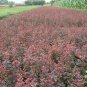 Berberis Thunbergii, Japanese Barberry Seed 1000 PCS, Zi Ye Xiaobo