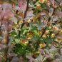 Berberis Thunbergii, Japanese Barberry Seed 1000 PCS, Zi Ye Xiaobo