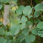 Bauhinia Purpurea, Phanera Purpurea Seed 300 PCS, Yang Ti Jia