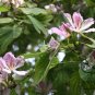 Bauhinia Purpurea, Phanera Purpurea Seed 300 PCS, Yang Ti Jia