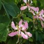 Bauhinia Purpurea, Phanera Purpurea Seed 300 PCS, Yang Ti Jia