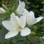 Bauhinia Purpurea, Phanera Purpurea Seed 300 PCS, Yang Ti Jia