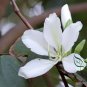 Bauhinia Purpurea, Phanera Purpurea Seed 300 PCS, Yang Ti Jia