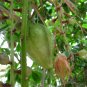 Barringtonia Racemosa, Powder-puff Tree Seed 100 PCS, Yu Rui
