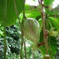 Barringtonia Racemosa, Powder-puff Tree Seed 100 PCS, Yu Rui