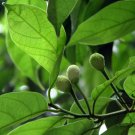 Artocarpus Hypargyraeus, Artocarpus Lingnanensis Seed 300 PCS, Bai Gui Mu