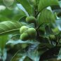 Artocarpus Hypargyraeus, Artocarpus Lingnanensis Seed 300 PCS, Bai Gui Mu