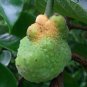 Artocarpus Hypargyraeus, Artocarpus Lingnanensis Seed 300 PCS, Bai Gui Mu